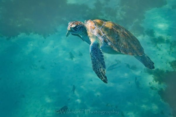 Turtle Reef