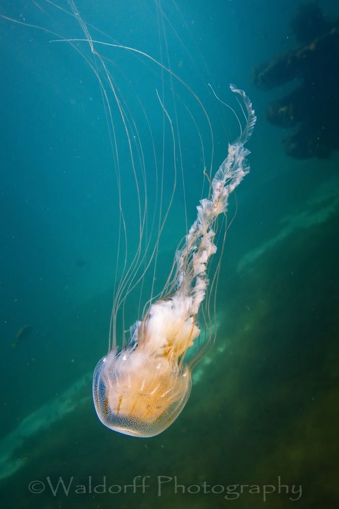 Sea Nettle Jelly Fish