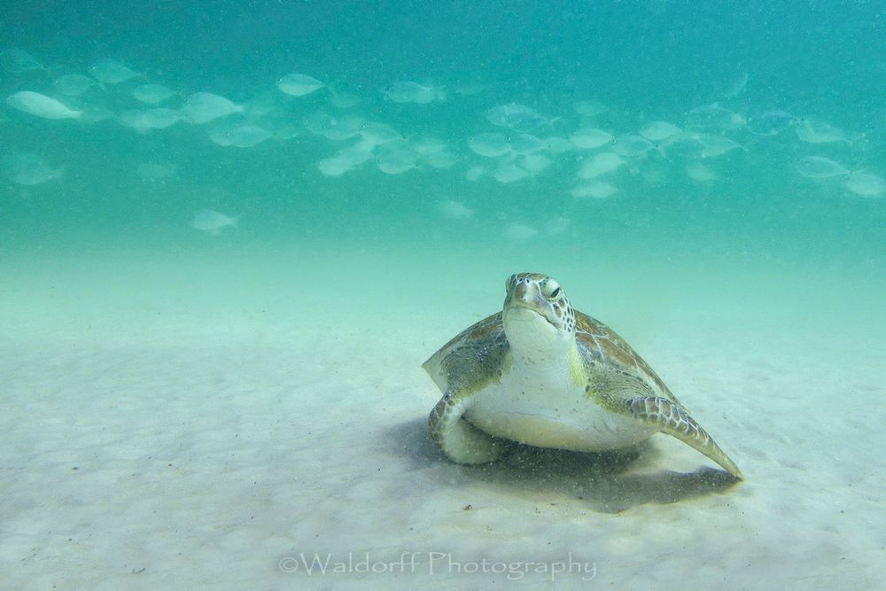 Green Sea Turtle with fish above | Navarre Beach, Florida | Fine Art Landscape Photography on Canvas, Paper, Metal | Photography by Jeff Waldorff