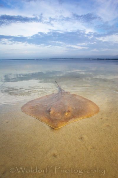 Close Encounter of the Sea Kind