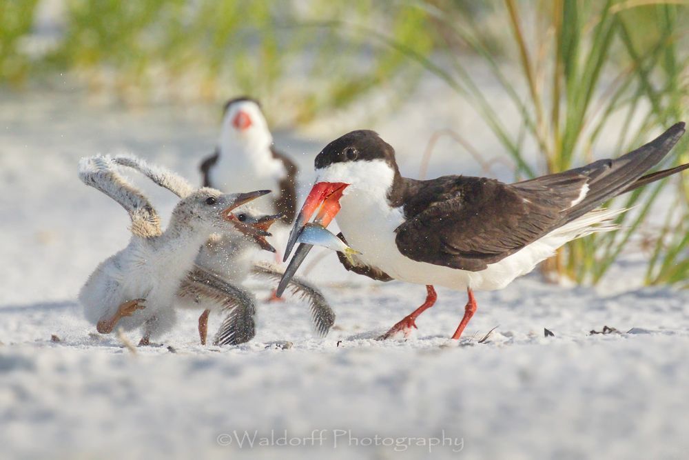 Black Skimmer chicks squabbling over breakfast | Pensacola Beach, Florida | Fine Art Prints on Canvas, Paper, Metal, & More | Waldorff Photography