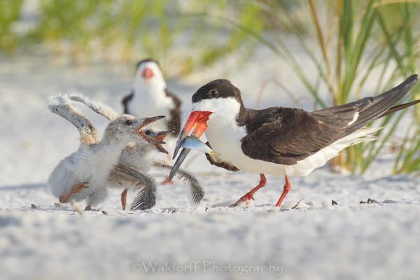 Black Skimmer chicks squabbling over breakfast | Pensacola Beach, Florida | Fine Art Prints on Canvas, Paper, Metal, & More | Waldorff Photography