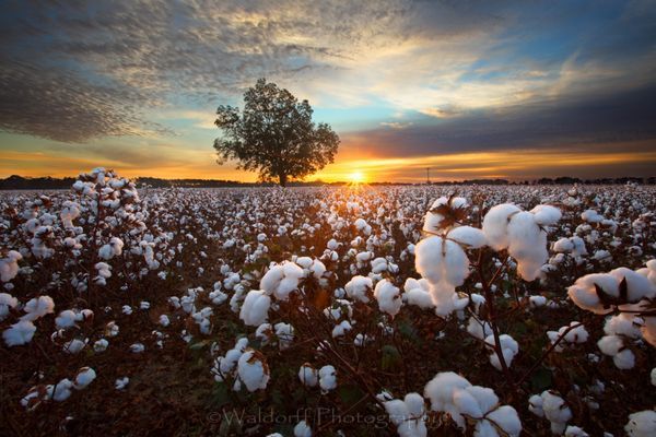 Land of Cotton