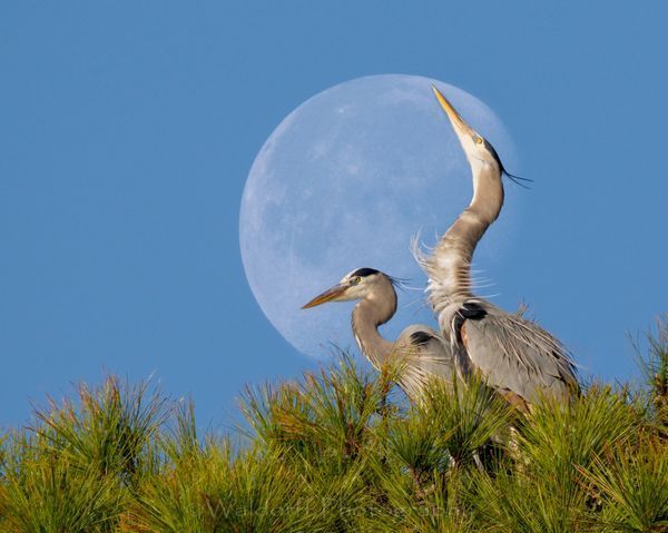 Heron Honeymoon