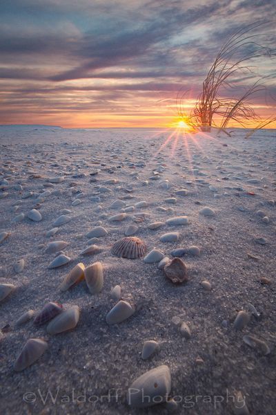 Seashells at Sunrise | Navarre Beach, Florida | Fine Art Landscape Photography on Canvas, Paper, Metal | Photography by Jeff Waldorff