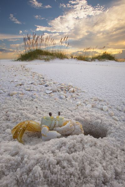Diggin' In - Ghost Crab
