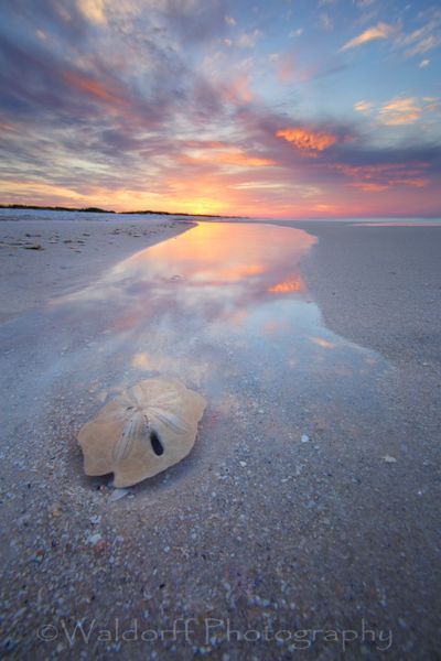 Sand Dollar Sunrise