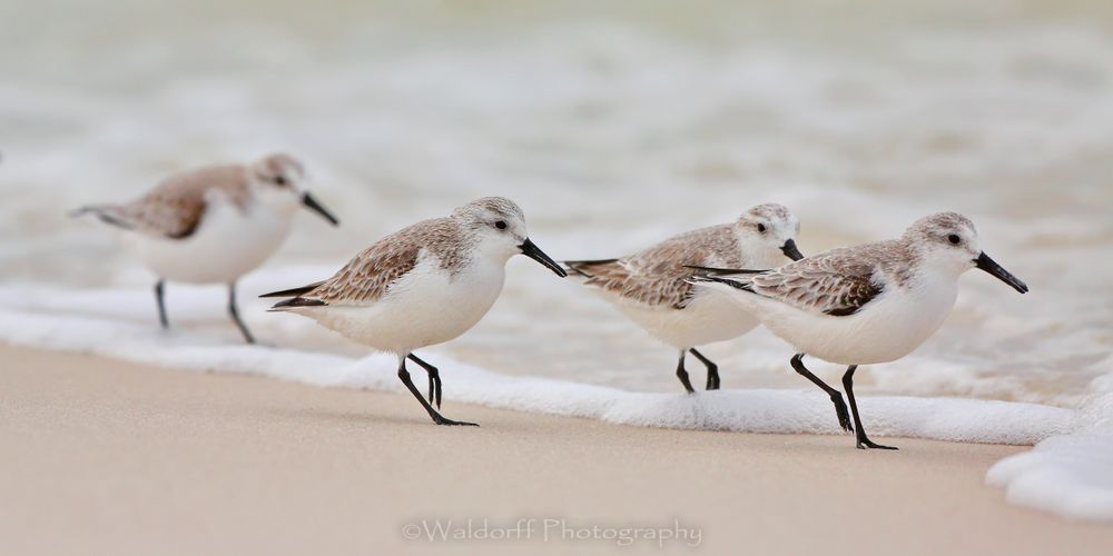 Quad Squad | Gulf Islands National Seashore, Florida  | Fine Art Landscape Photography on Canvas, Paper, Metal, Acrylic | Photography by Jeff Waldorff