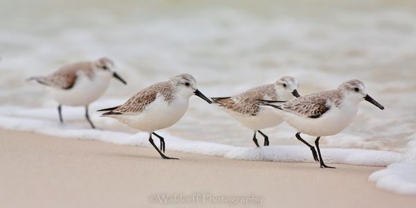 Quad Squad | Gulf Islands National Seashore, Florida  | Fine Art Landscape Photography on Canvas, Paper, Metal, Acrylic | Photography by Jeff Waldorff