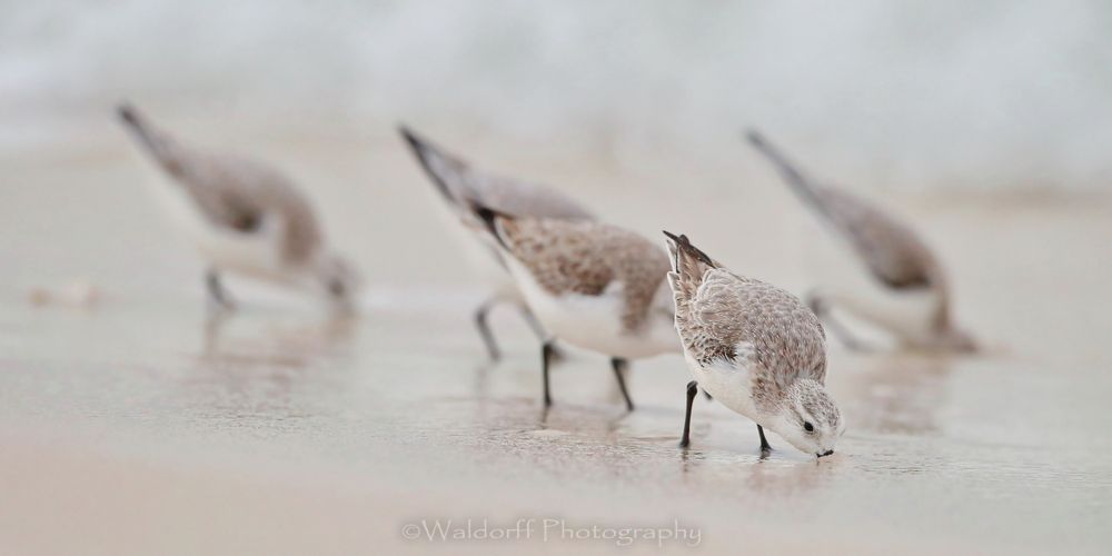 Let's Do Lunch | Gulf Islands National Seashore, Florida  | Fine Art Landscape Photography on Canvas, Paper, Metal, Acrylic | Photography by Jeff Waldorff