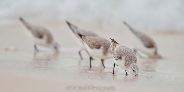 Let's Do Lunch | Gulf Islands National Seashore, Florida  | Fine Art Landscape Photography on Canvas, Paper, Metal, Acrylic | Photography by Jeff Waldorff