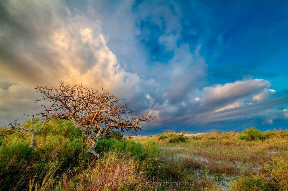 Natural Florida