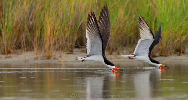 Synchronized Skimming