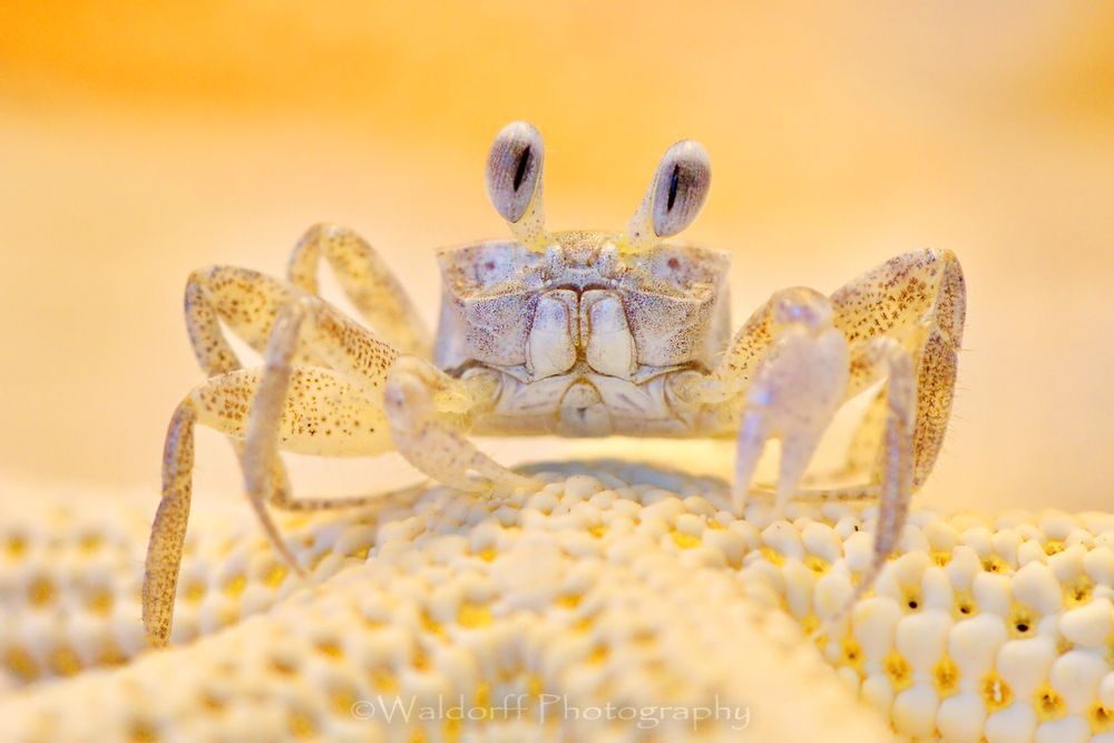 Sonny the Ghost Crab