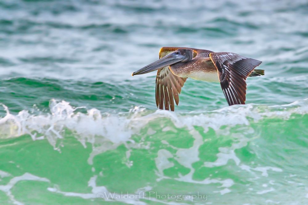 Brown pelican in flight on the Emerald Coast of Florida | Fine Art Photography on Canvas, Paper, and Metal