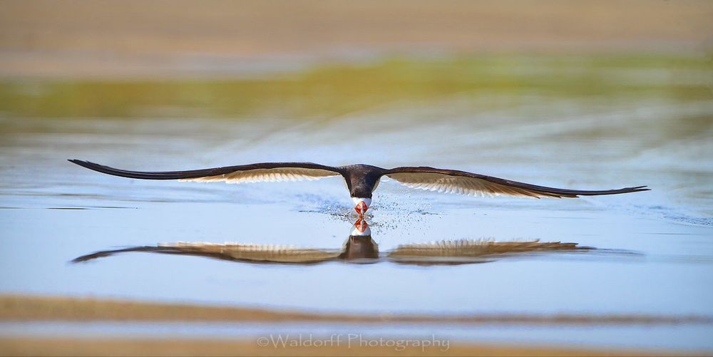 Black Skimmer in flight