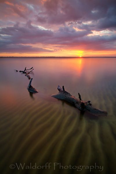 Nessie | Skeleton Tree | Gulf Islands National Seashore, FL