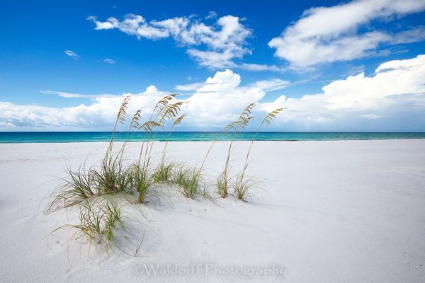 Sea Oats swinging in the wind | Emerald Coast, Florida  | Fine Art Landscape Photography on Canvas, Paper, Metal | Photography by Jeff Waldorff