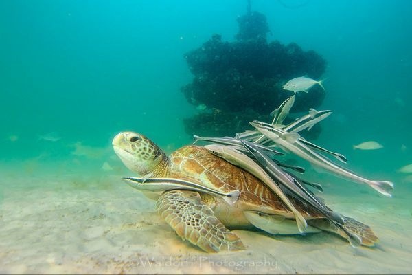 Green sea turtle with his entourage of remoras at the Navarre Beach Reef, Florida | Fine Art Prints on Canvas, Paper, Metal, & More | Waldorff Photography