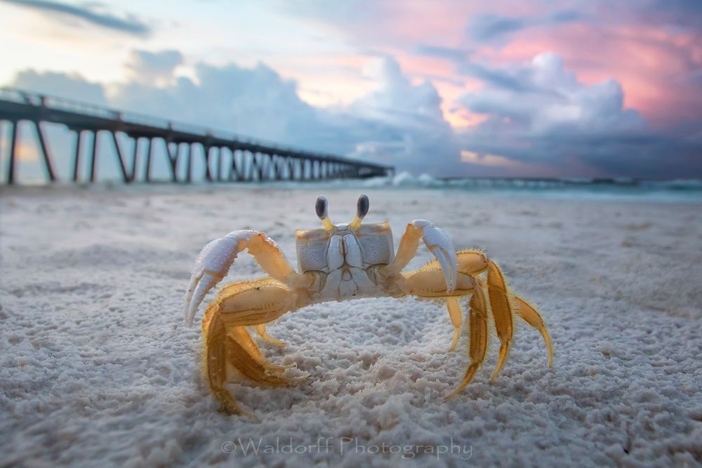 Ghost Crab |  | Navarre Beach Fishing Pier, Florida  | Fine Art Landscape Photography on Canvas, Paper, Metal | Photography by Jeff Waldorff