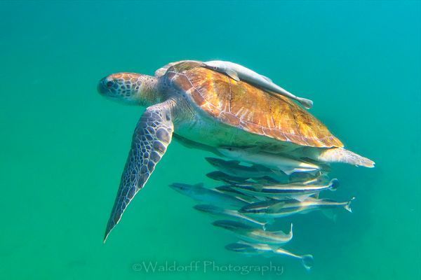 Green Sea Turtle swimming surrounded by remoras on the emerald waters of the Emerald Coast of Florida | Florida Photography.