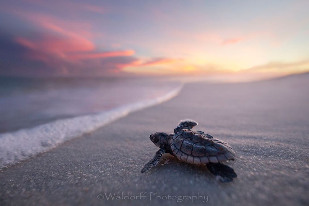 Baby Loggerhead Sea Turtle | Navarre Beach, Florida  | Fine Art Landscape Photography on Canvas, Paper, Metal