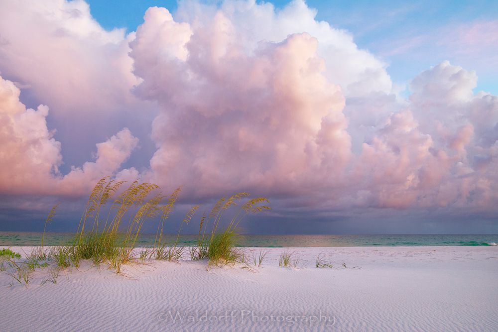 Sea Oats under pink clouds | Emerald Coast, Florida  | Fine Art Landscape Photography on Canvas, Paper, Metal | Photography by Jeff Waldorff