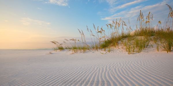 Sea Oats on a sand dune | Emerald Coast, Florida  | Fine Art Landscape Photography on Canvas, Paper, Metal | Photography by Jeff Waldorff