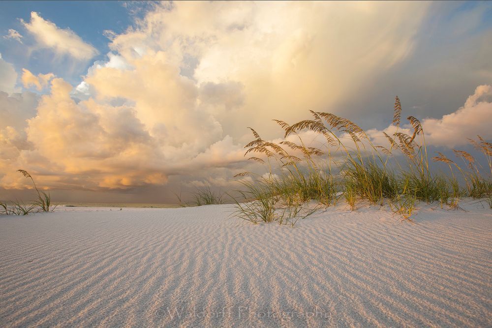 Sea Oats under golden light | Emerald Coast, Florida  | Fine Art Landscape Photography on Canvas, Paper, Metal | Photography by Jeff Waldorff