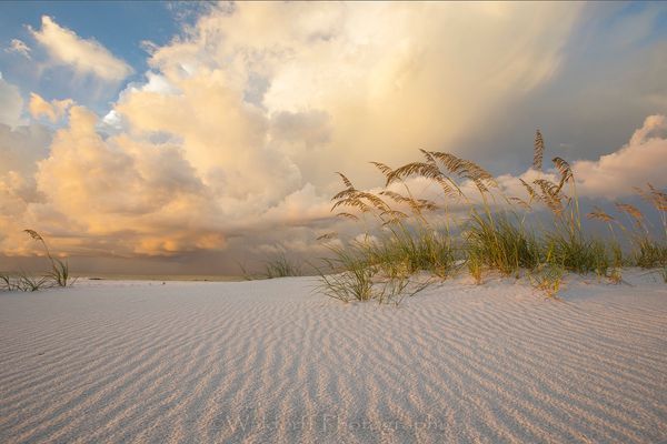 Sea Oats under golden light | Emerald Coast, Florida  | Fine Art Landscape Photography on Canvas, Paper, Metal | Photography by Jeff Waldorff