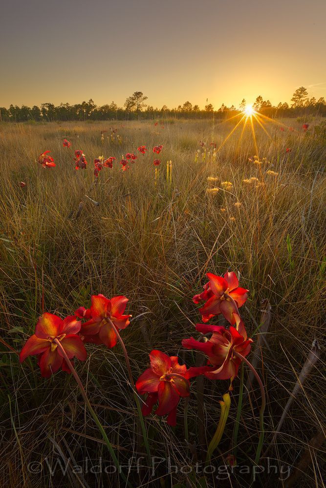 Crimson Pitch Plants in full Bloom