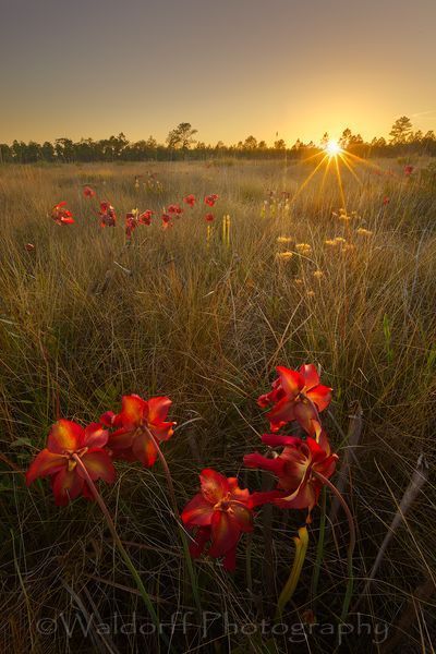 Crimson Pitch Plants in full Bloom