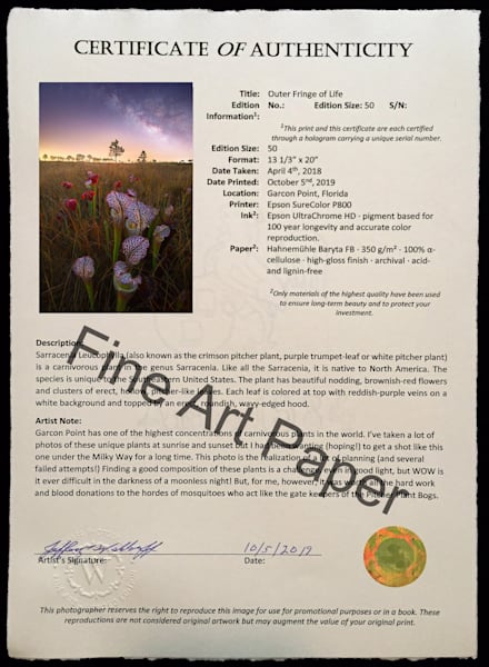 Sarracenia Leucophylla Pitch Plant | Garcon Point, Florida| Limited Fine Art Prints | Photography by Jeff Waldorff