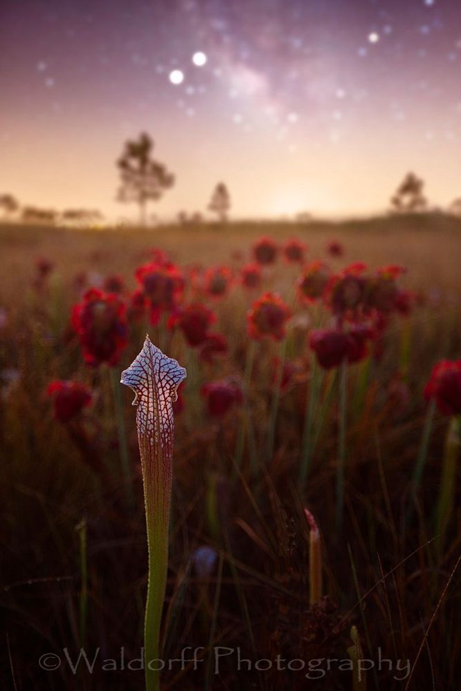 White Topped Pitcher Plant Fine Art Photo | Waldorff Photography