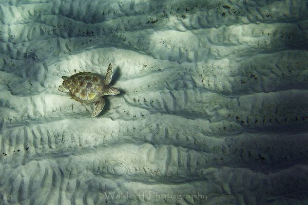 Green Sea Turtle Fine Art Photo | Waldorff Photography
