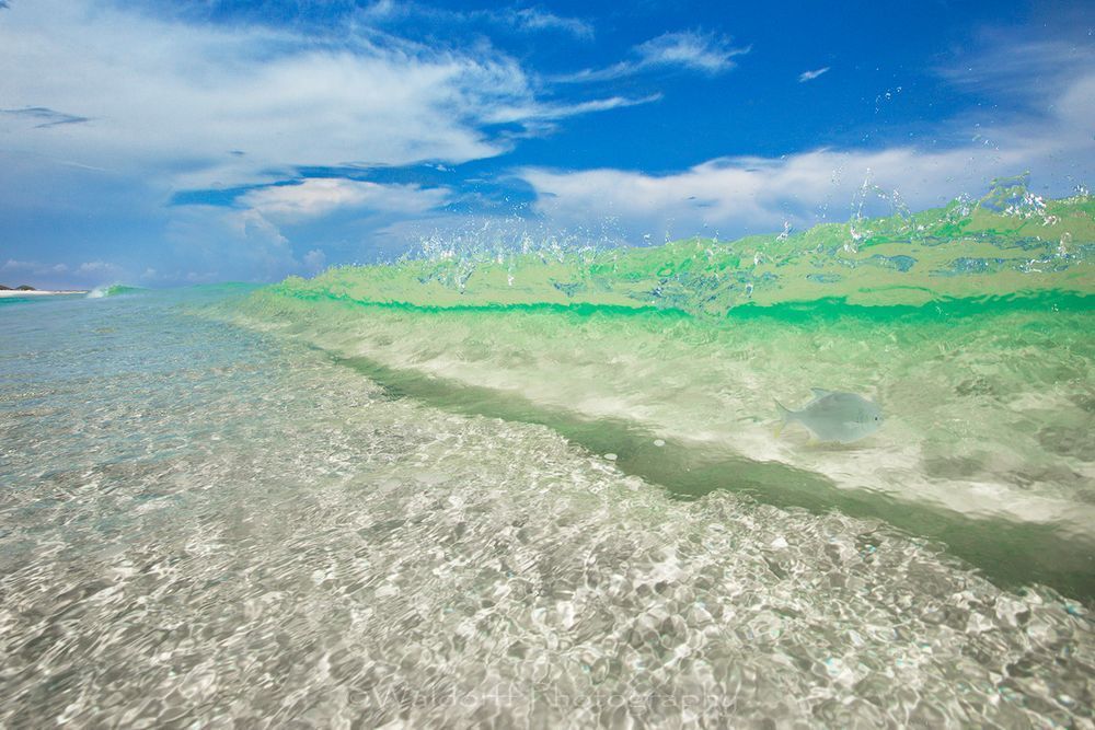 Pompano Swimming in a Wave | Emerald Coast, Florida  | Fine Art Landscape Photography on Canvas, Paper, Metal | Photography by Jeff Waldorff