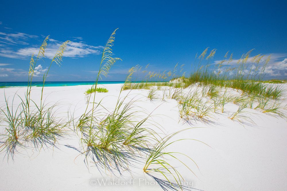 Golden Sea Oats on Pensacola Beach along the Emerald Coast of Florida - Fine Art Prints on Canvas, Paper, Metal, & More | Waldorff Photography
