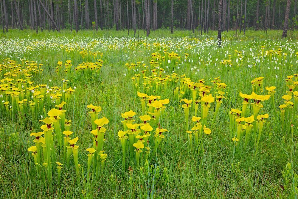 Honey Fields Photography Art | Waldorff Photography