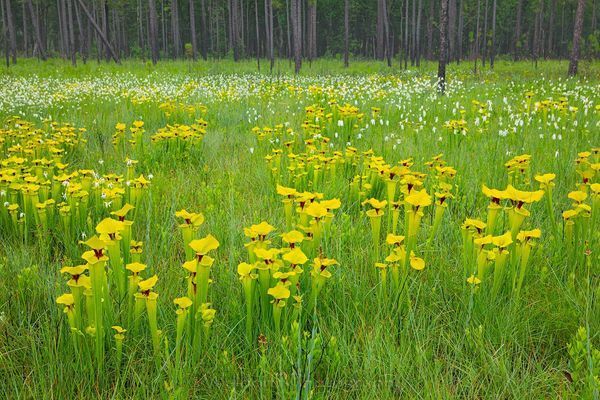 Honey Fields Photography Art | Waldorff Photography