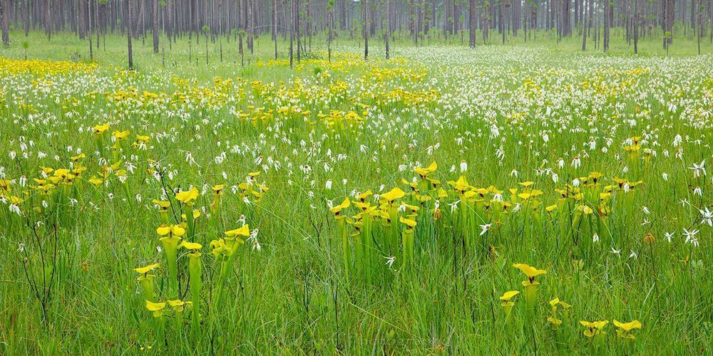 Sarracenia Flava Photography Art | Waldorff Photography