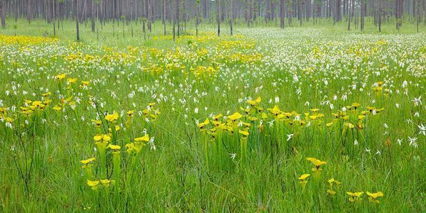 Sarracenia Flava Photography Art | Waldorff Photography