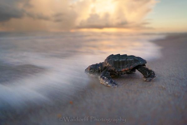Loggerhead sea turtle hatchlings racing to the Atlantic Ocean on Archie Carr, Florida | Fine Art Wall Art on Canvas, Paper, Metal, and Acrylic