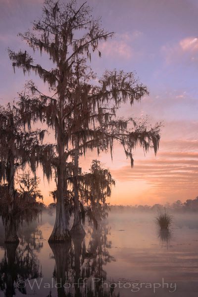 Cypress Trees of Northwest Florida - Southern Lace | Fine Art Prints on Canvas, Paper, Metal, & Acrylic by Waldorff Photography
