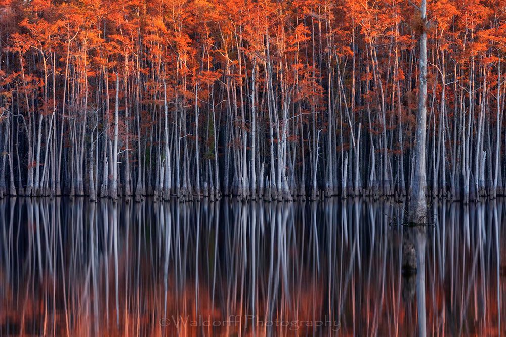 Cypress Trees of Northwest Florida - NAME | Fine Art Prints on Canvas, Paper, Metal, & More by Waldorff Photography