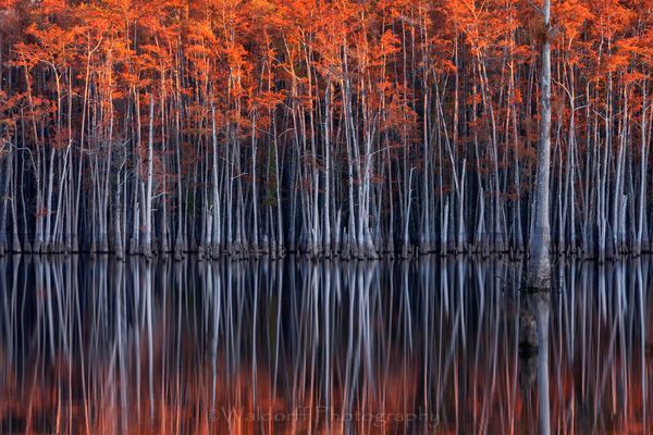Cypress Trees of Northwest Florida - NAME | Fine Art Prints on Canvas, Paper, Metal, & More by Waldorff Photography