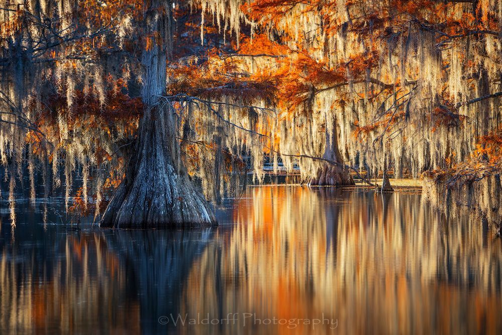 Cypress Trees of Northwest Florida - Southern Lace | Fine Art Prints on Canvas, Paper, Metal, & More by Waldorff Photography