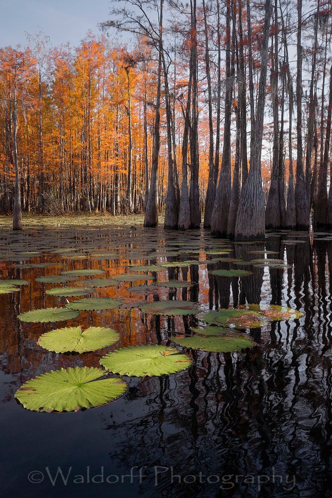 Cypress Trees of Northwest Florida - Stepping Stones | Fine Art Prints on Canvas, Paper, Metal, & More by Waldorff Photography