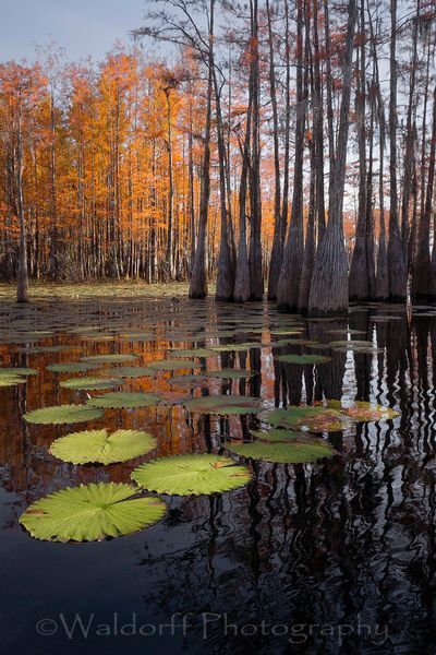 Cypress Trees of Northwest Florida - Stepping Stones | Fine Art Prints on Canvas, Paper, Metal, & More by Waldorff Photography