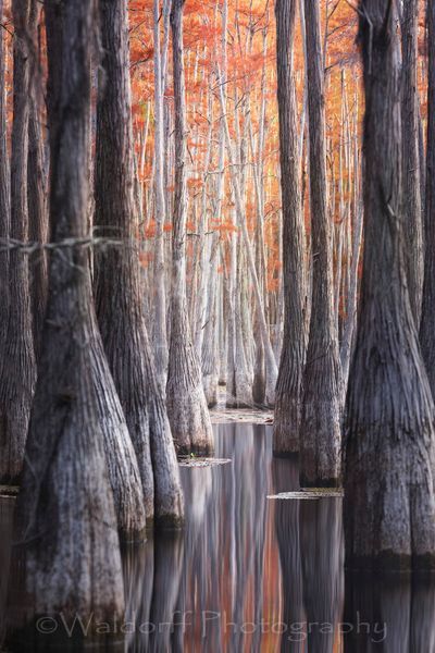 Fall Cathedral (19BJ)