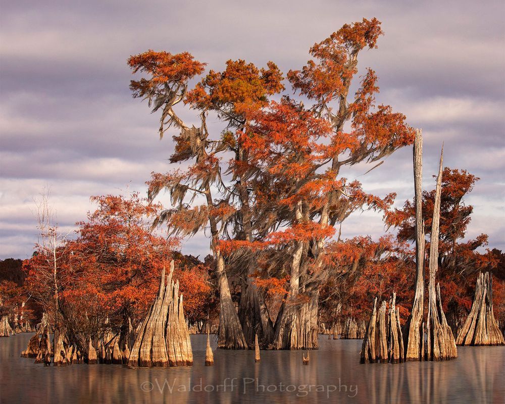 Cypress Trees of Northwest Florida #8 | Fine Art Prints on Canvas, Paper, Metal, & More by Waldorff Photography